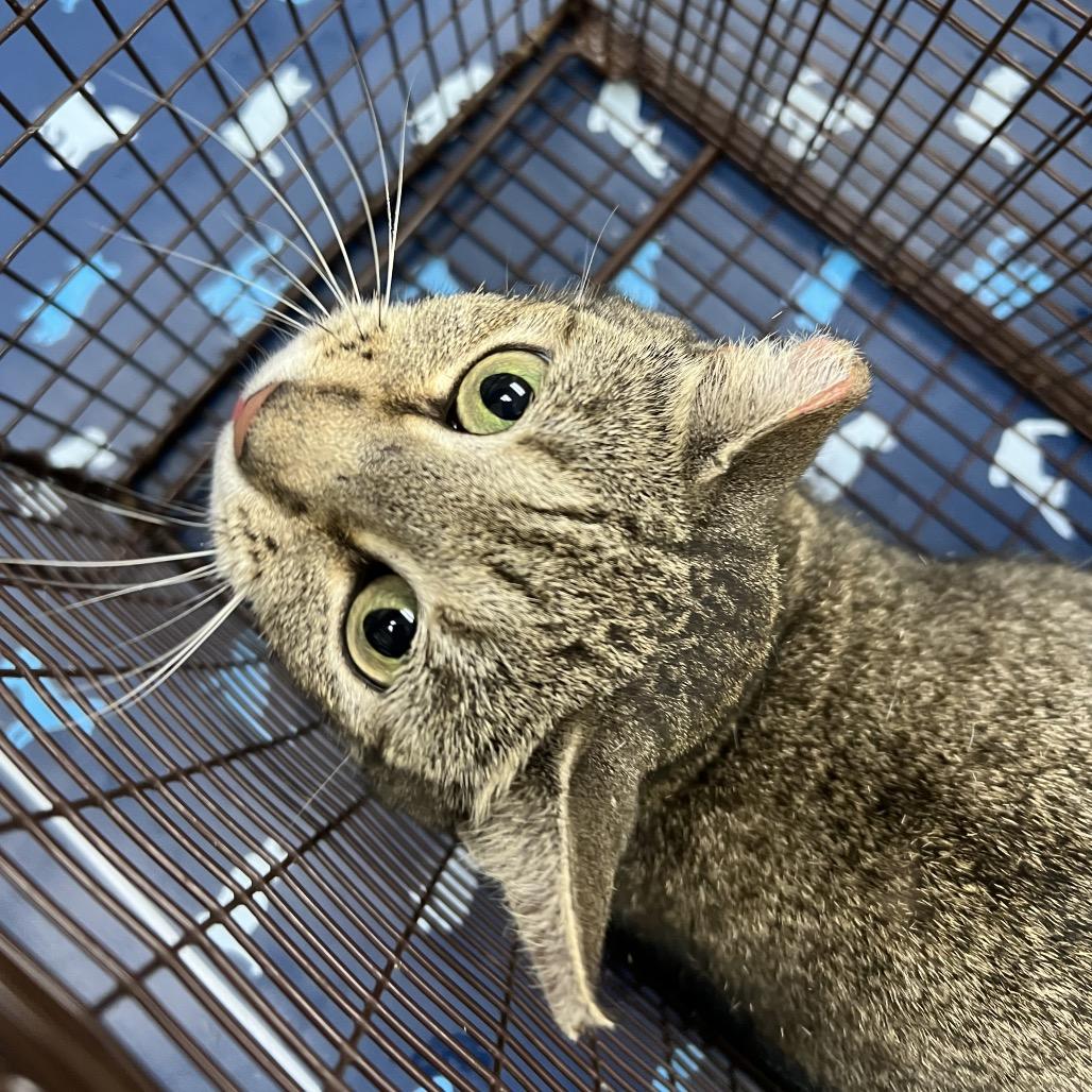 Enlarge Loni, a Adoptable Domestic Short Hair in Galveston, TX image 2/2