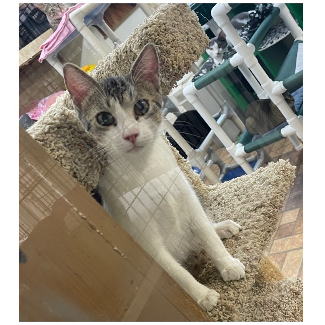 Ziggy, an adoptable mixed breed in Kingwood, TX image 6/6