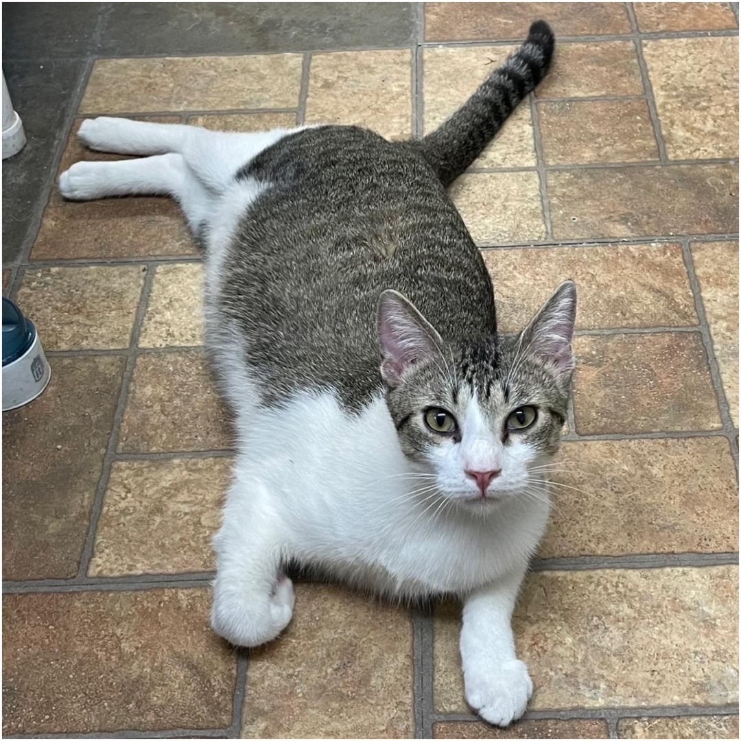 Ziggy, adoptable, Young Male Domestic Short Hair.