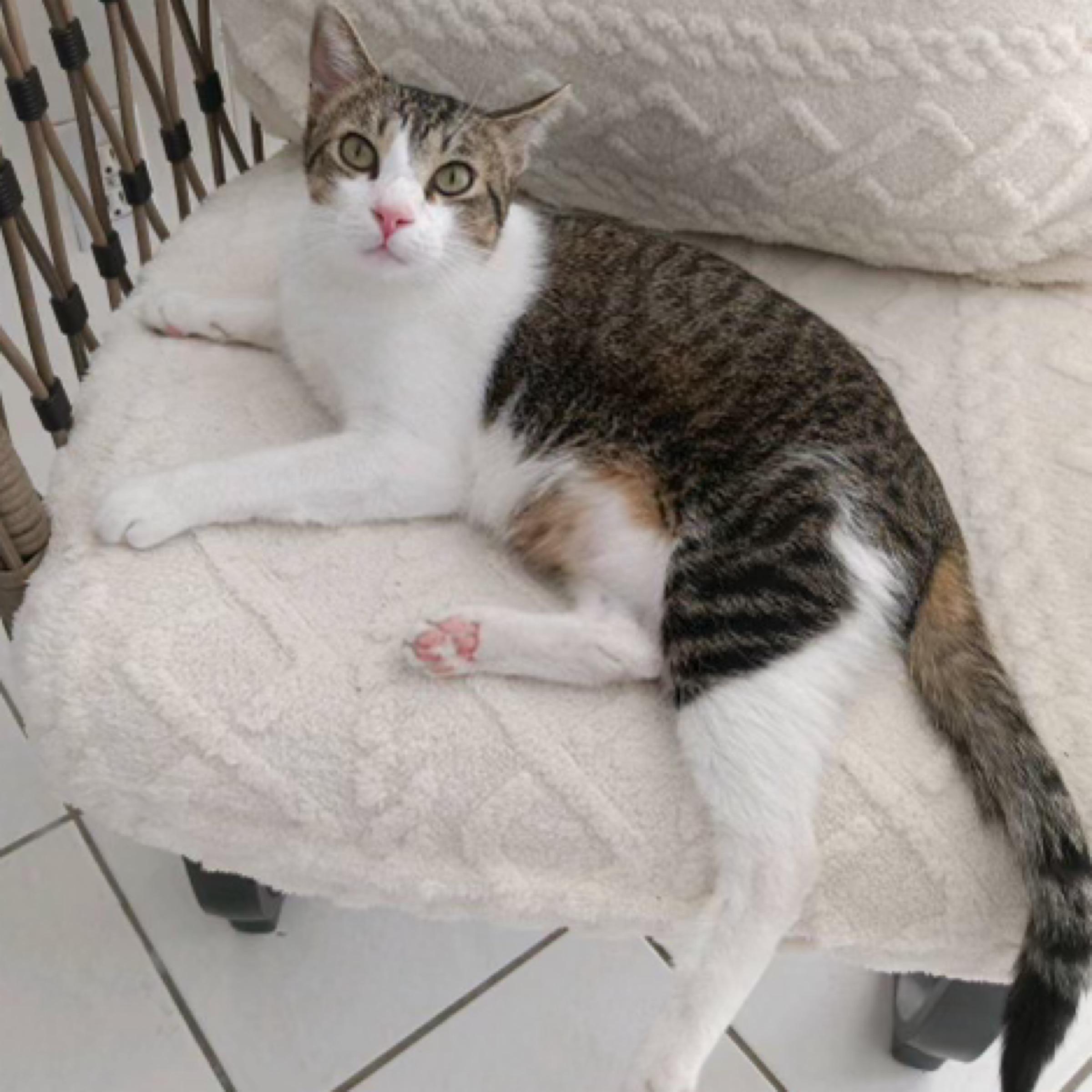 Ziggy, adoptable, Young Male Domestic Short Hair.