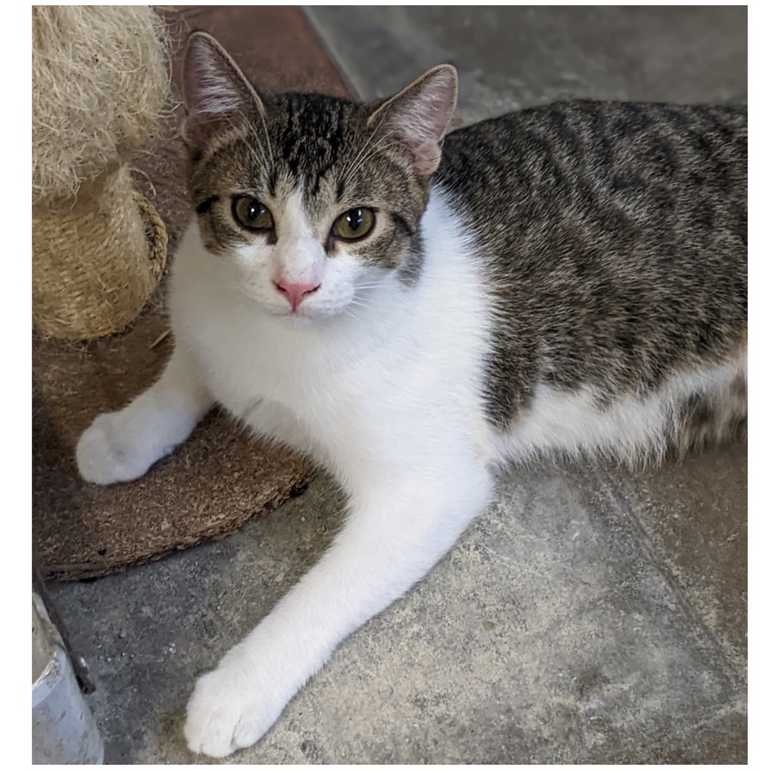 Ziggy, an adoptable mixed breed in Kingwood, TX image 5/6