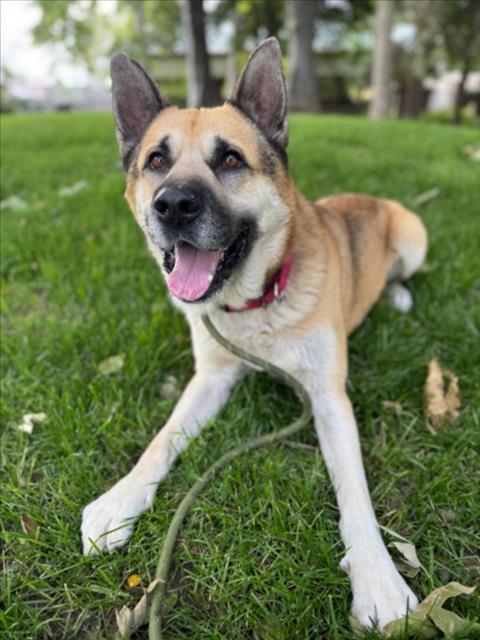 CANELO, Adoptable, Adult Male German Shepherd Dog & Siberian Husky.