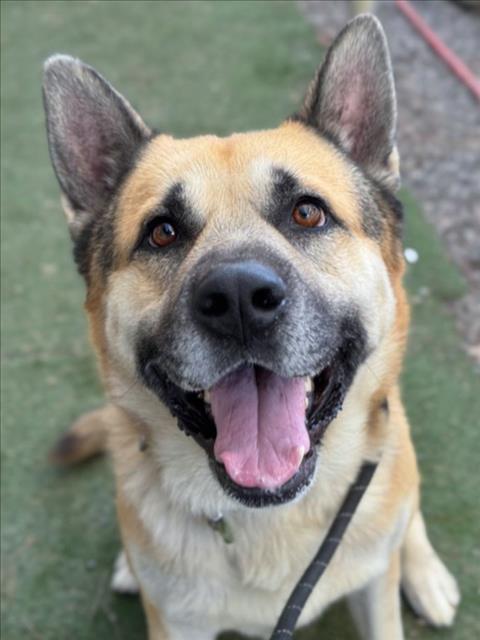 CANELO, Adoptable, Adult Male German Shepherd Dog & Siberian Husky.