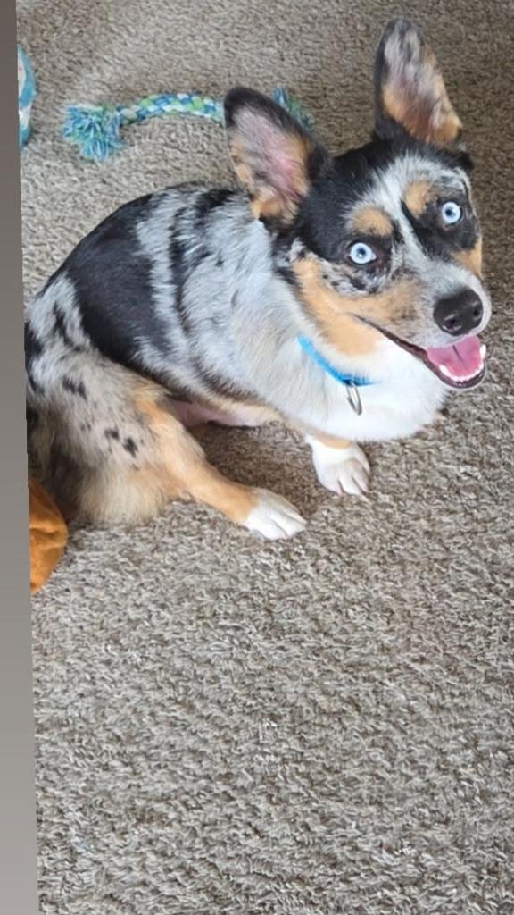 Enlarge Elvis $700, a Adoptable Corgi in Milwaukee, WI image 1/5