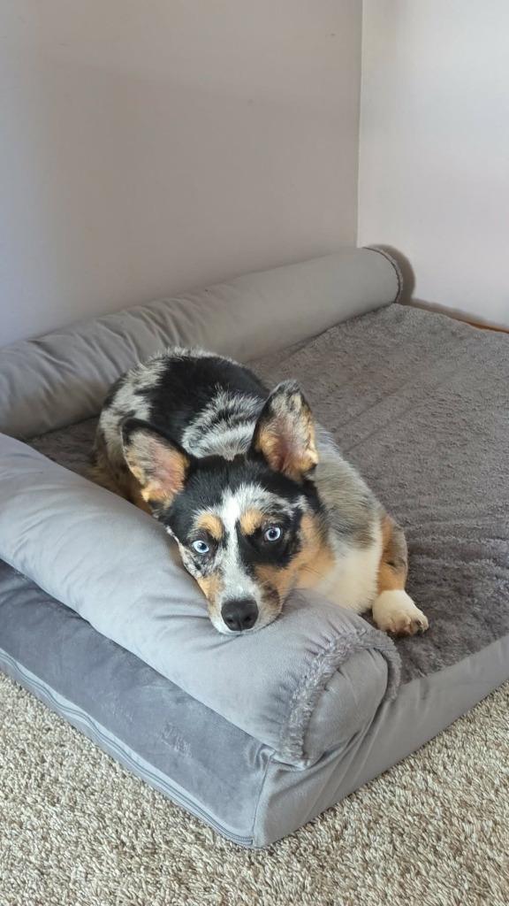 Enlarge Elvis $700, a Adoptable Corgi in Milwaukee, WI image 2/5