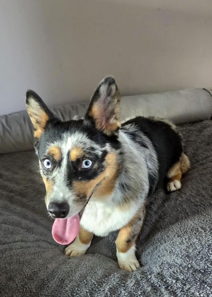 Enlarge Elvis $700, a Adoptable Corgi in Milwaukee, WI image 3/5