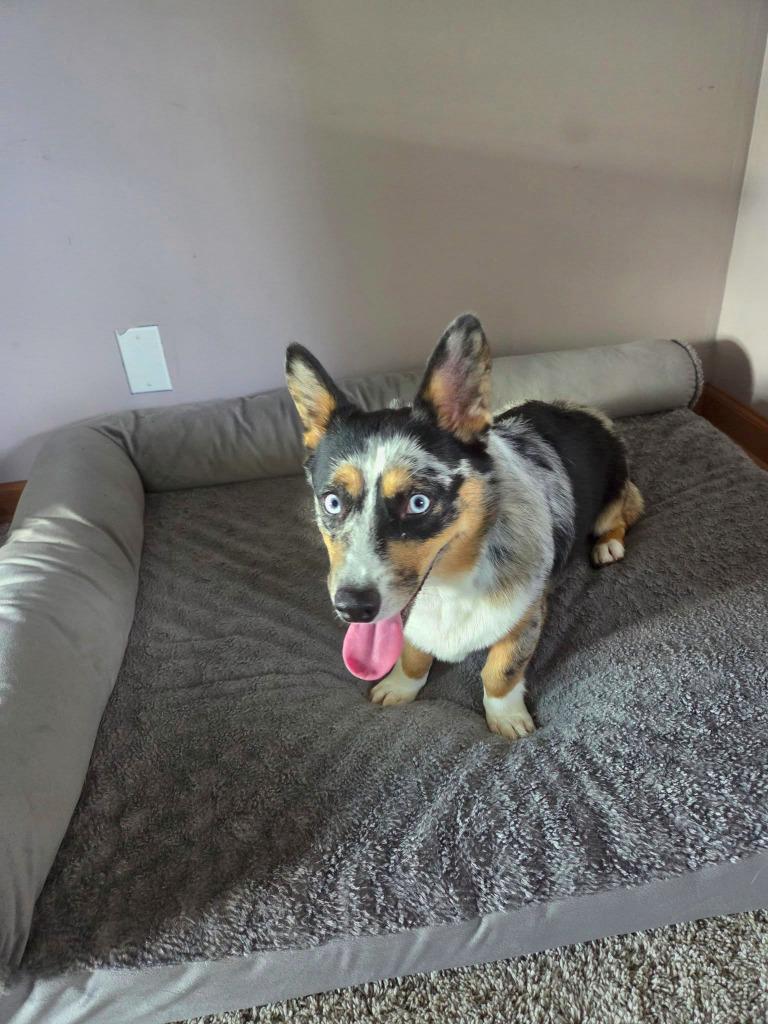 Enlarge Elvis $700, a Adoptable Corgi in Milwaukee, WI image 4/5