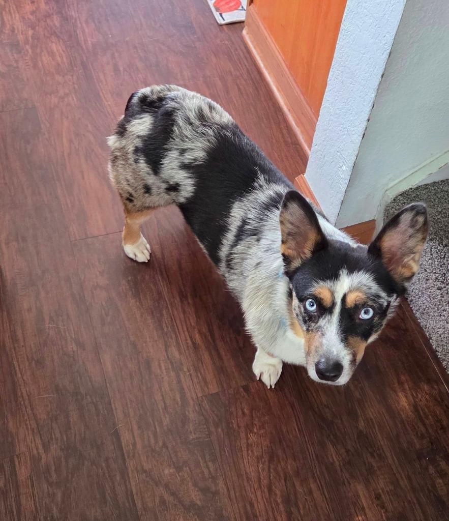 Enlarge Elvis $700, a Adoptable Corgi in Milwaukee, WI image 5/5