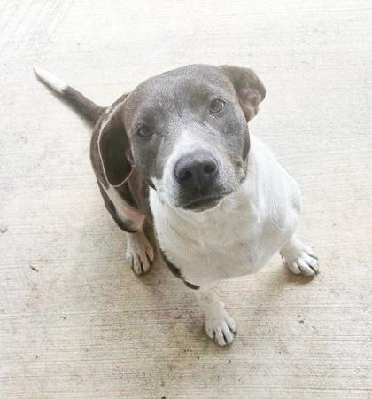 Enlarge BETSY, an adoptable Mixed Breed in Fernandina Beach, FL image 2/2