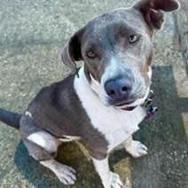 Enlarge BETSY, an adoptable Mixed Breed in Fernandina Beach, FL image 1/2
