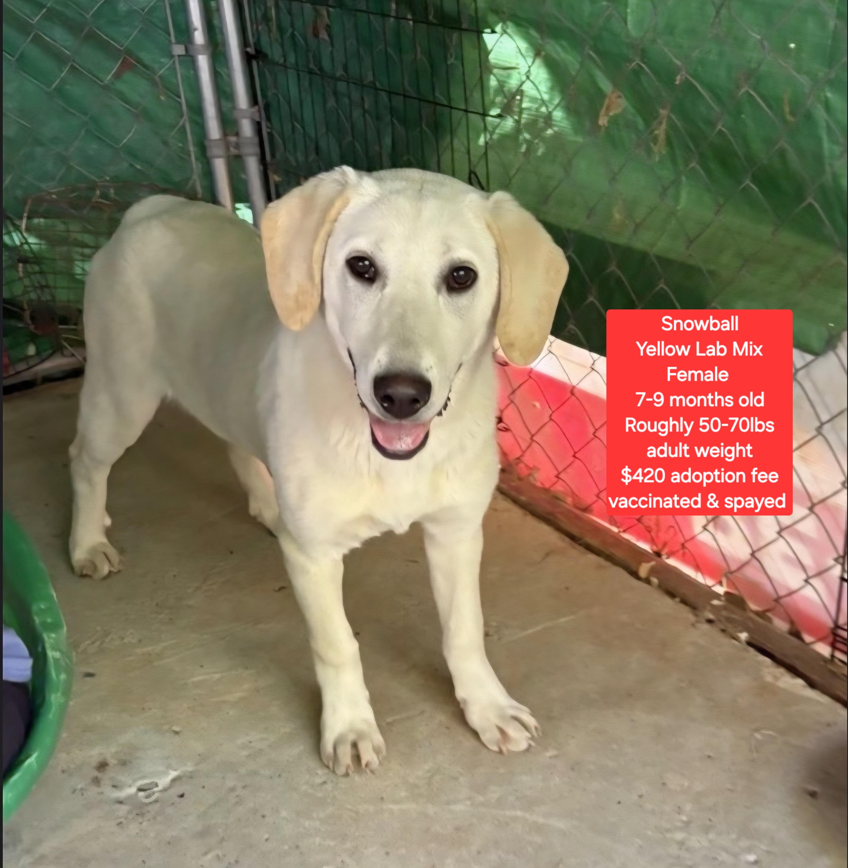 Enlarge Snowball, a ADOPTABLE mixed breed in Oviedo, FL image 1/1