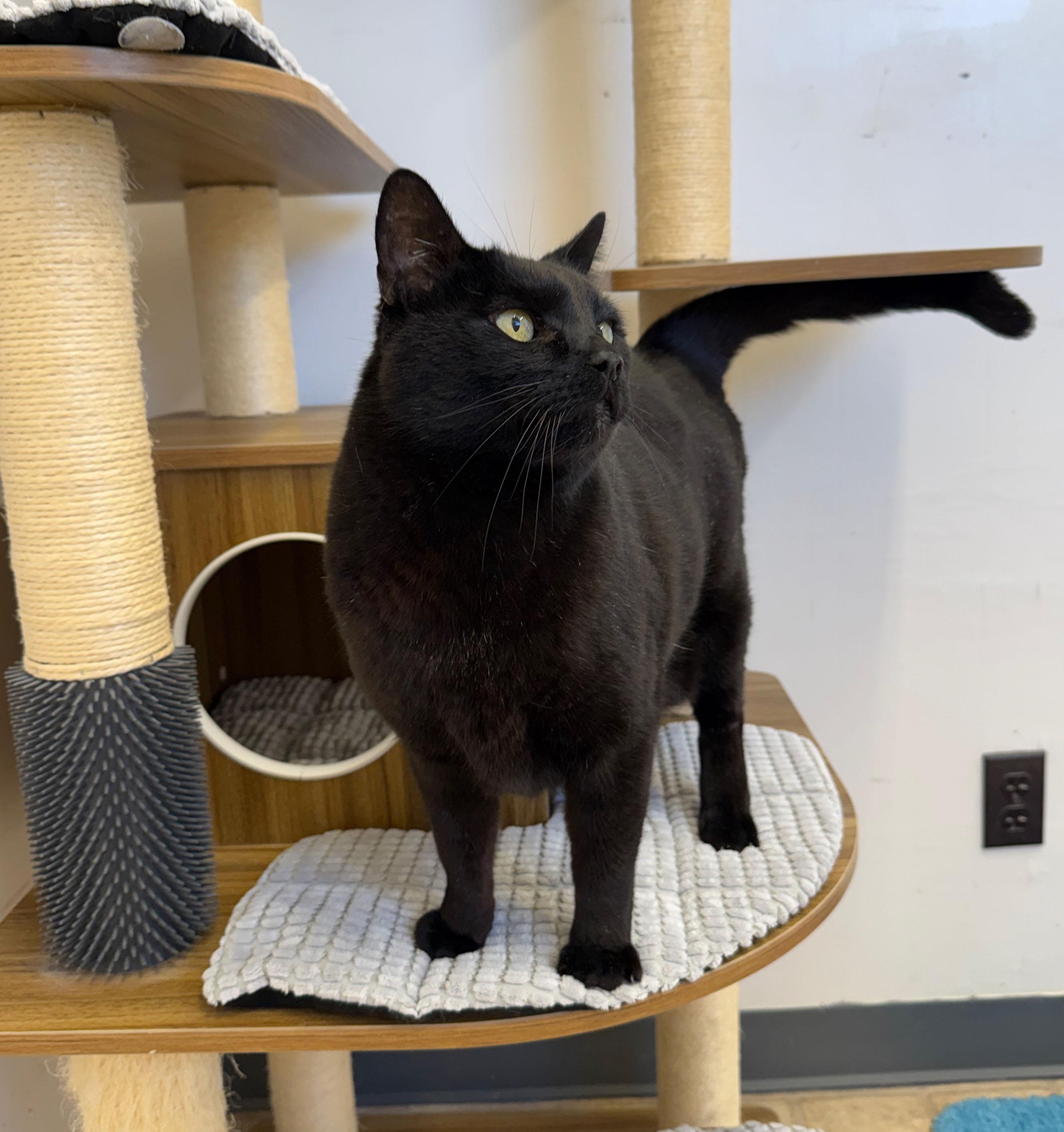 Hermes, an adopted Bombay in Gardnerville, NV image 3/4