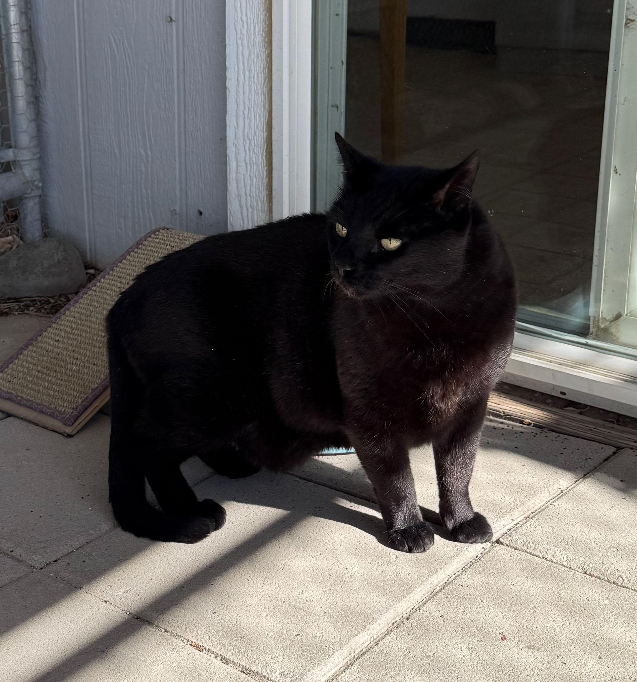 Hermes, an adopted Bombay in Gardnerville, NV image 4/4
