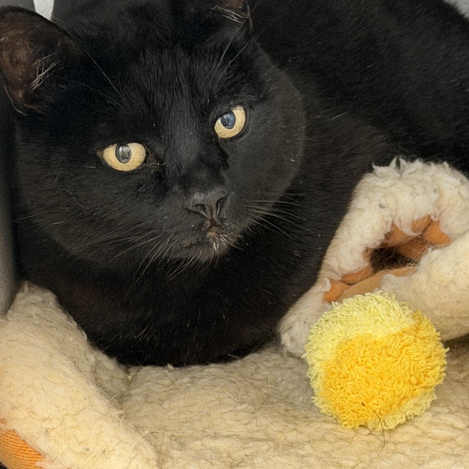Hermes, an adopted Bombay in Gardnerville, NV image 1/4