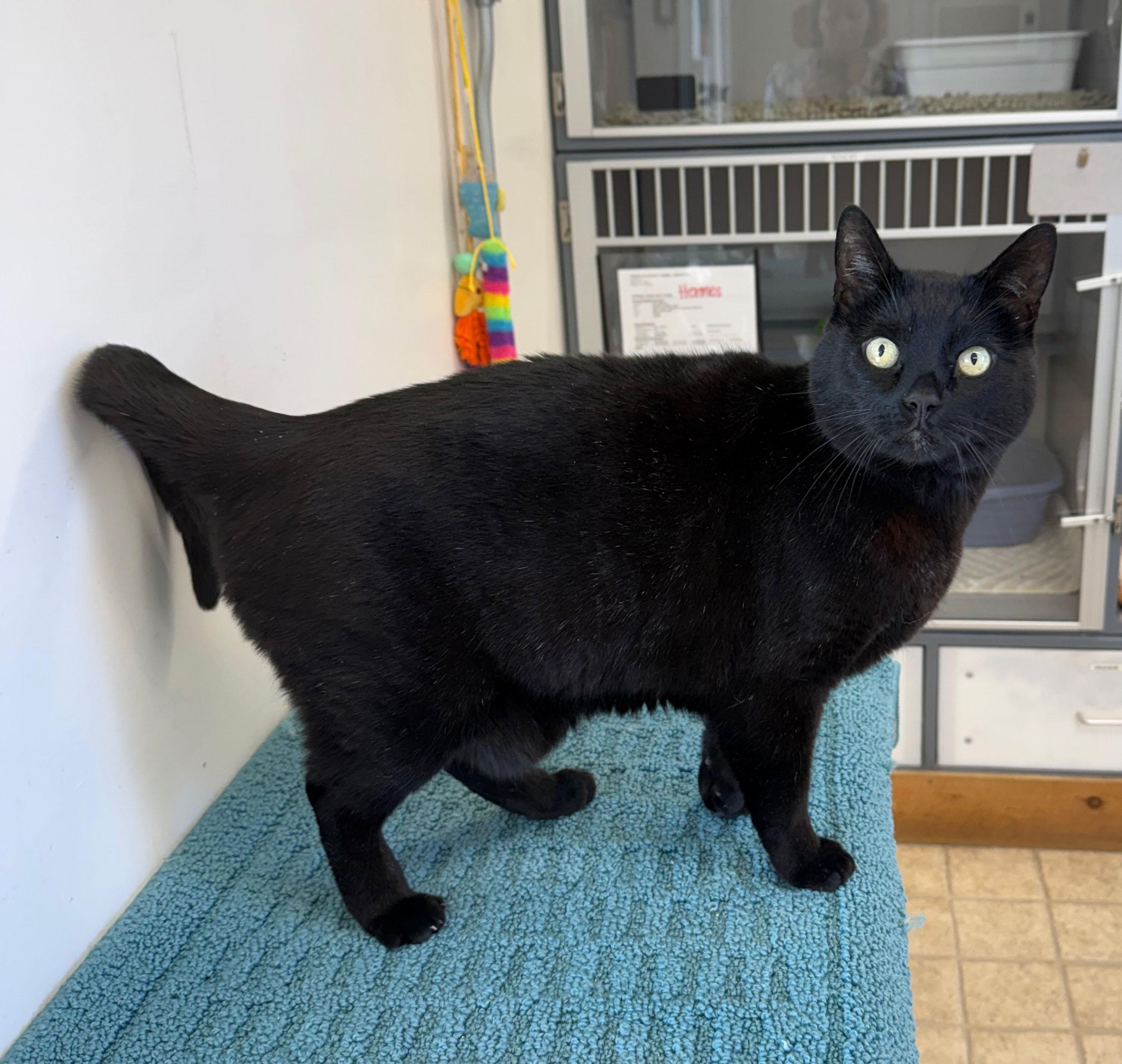 Hermes, an adopted Bombay in Gardnerville, NV image 2/4