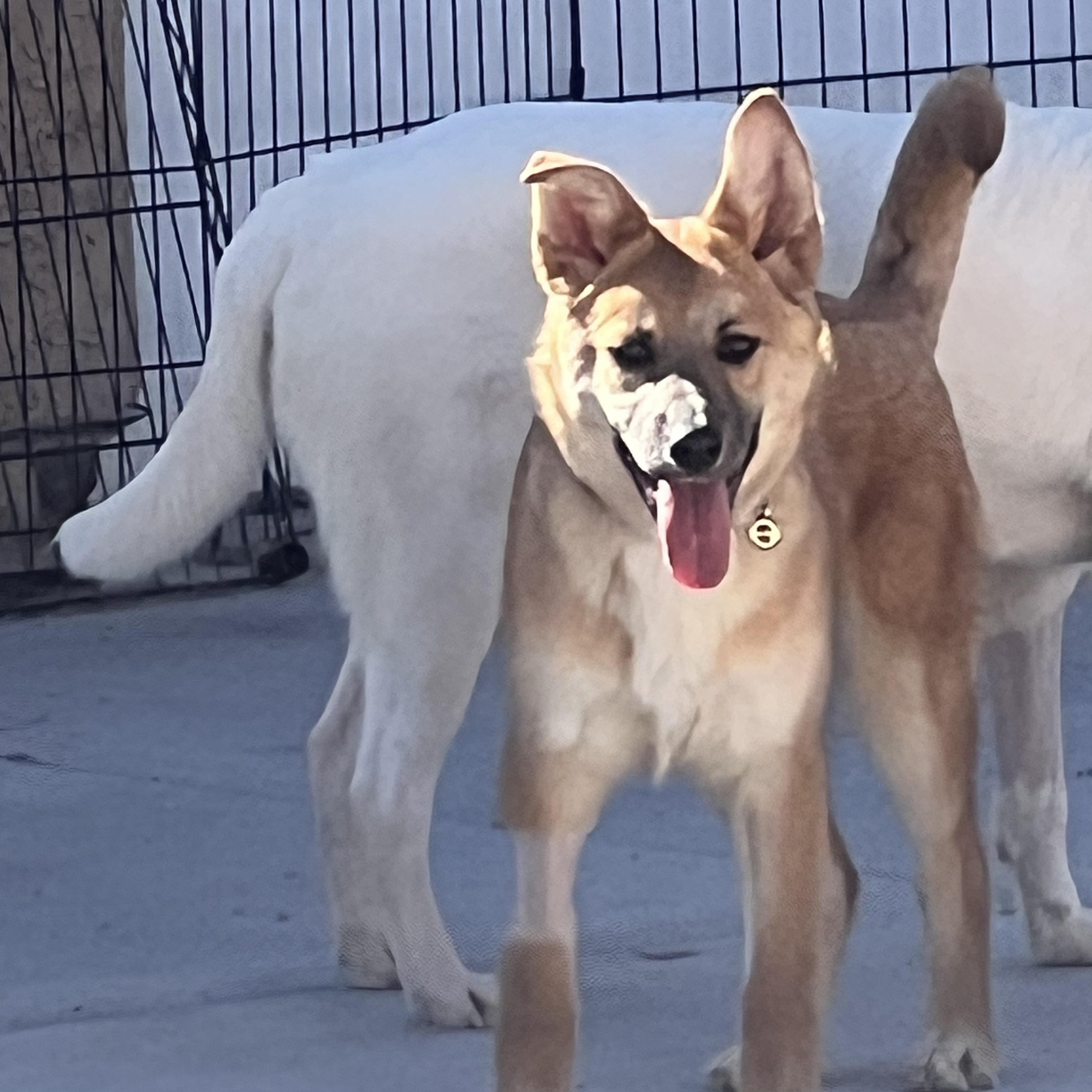 Enlarge Bo, a ADOPTABLE mixed breed in Las Vegas, NV image 1/2
