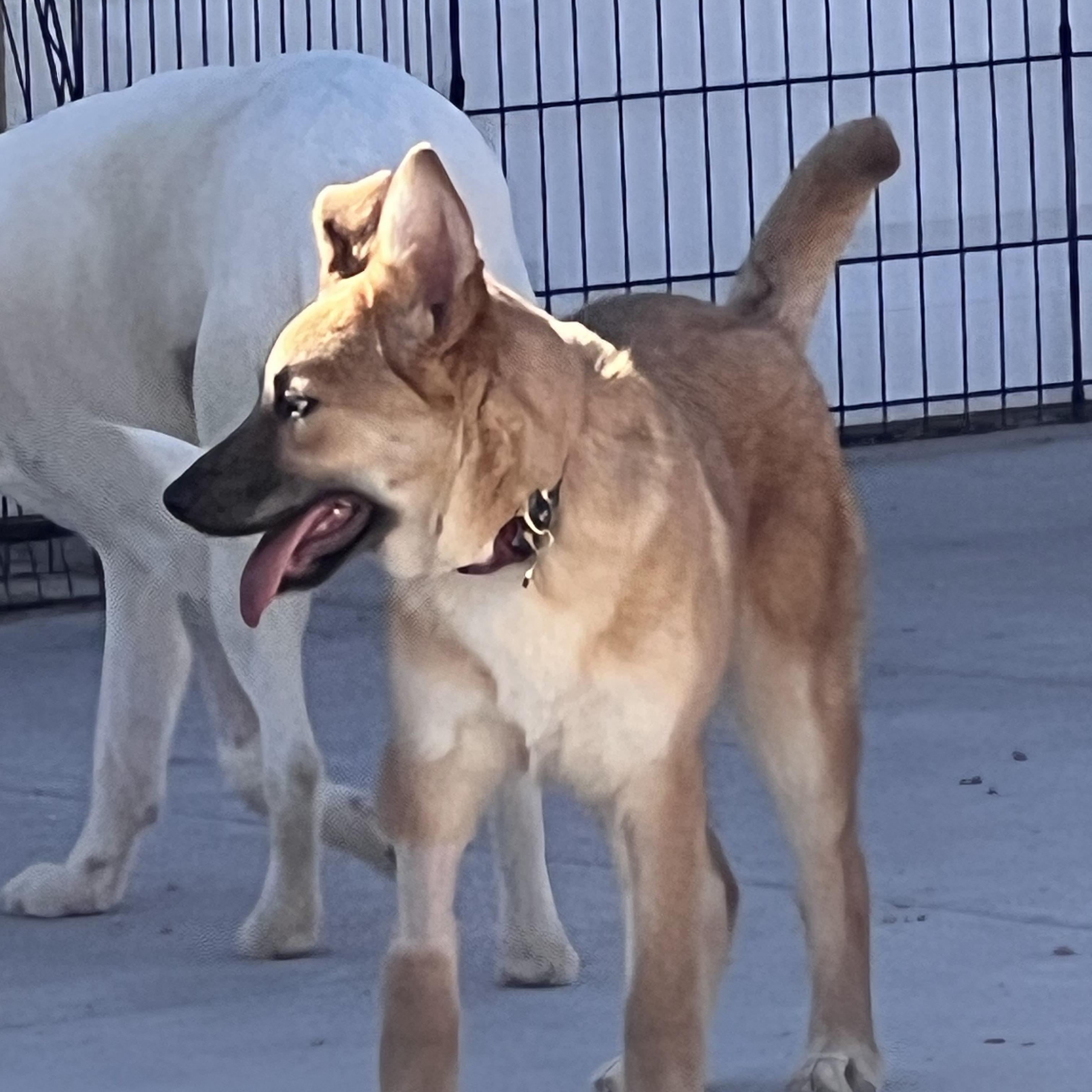 Enlarge Bo, a ADOPTABLE mixed breed in Las Vegas, NV image 2/2