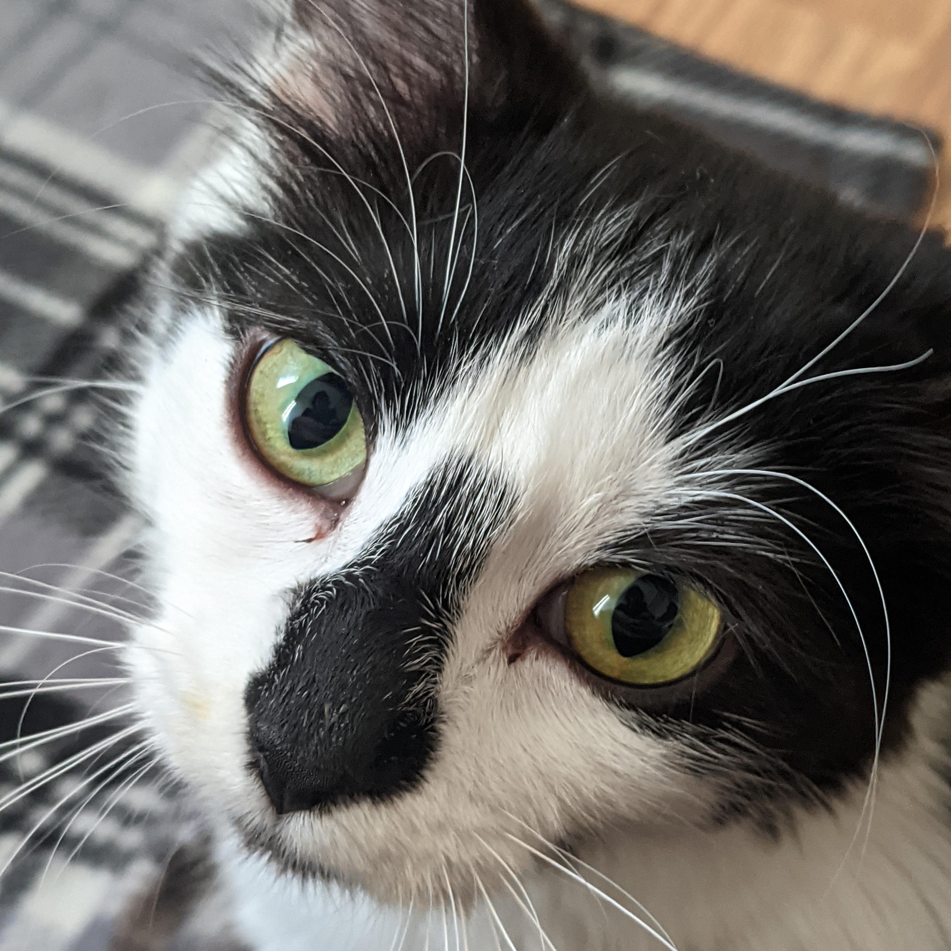 Enlarge Sammi, a ADOPTABLE Domestic Short Hair in Morden, MB image 1/2