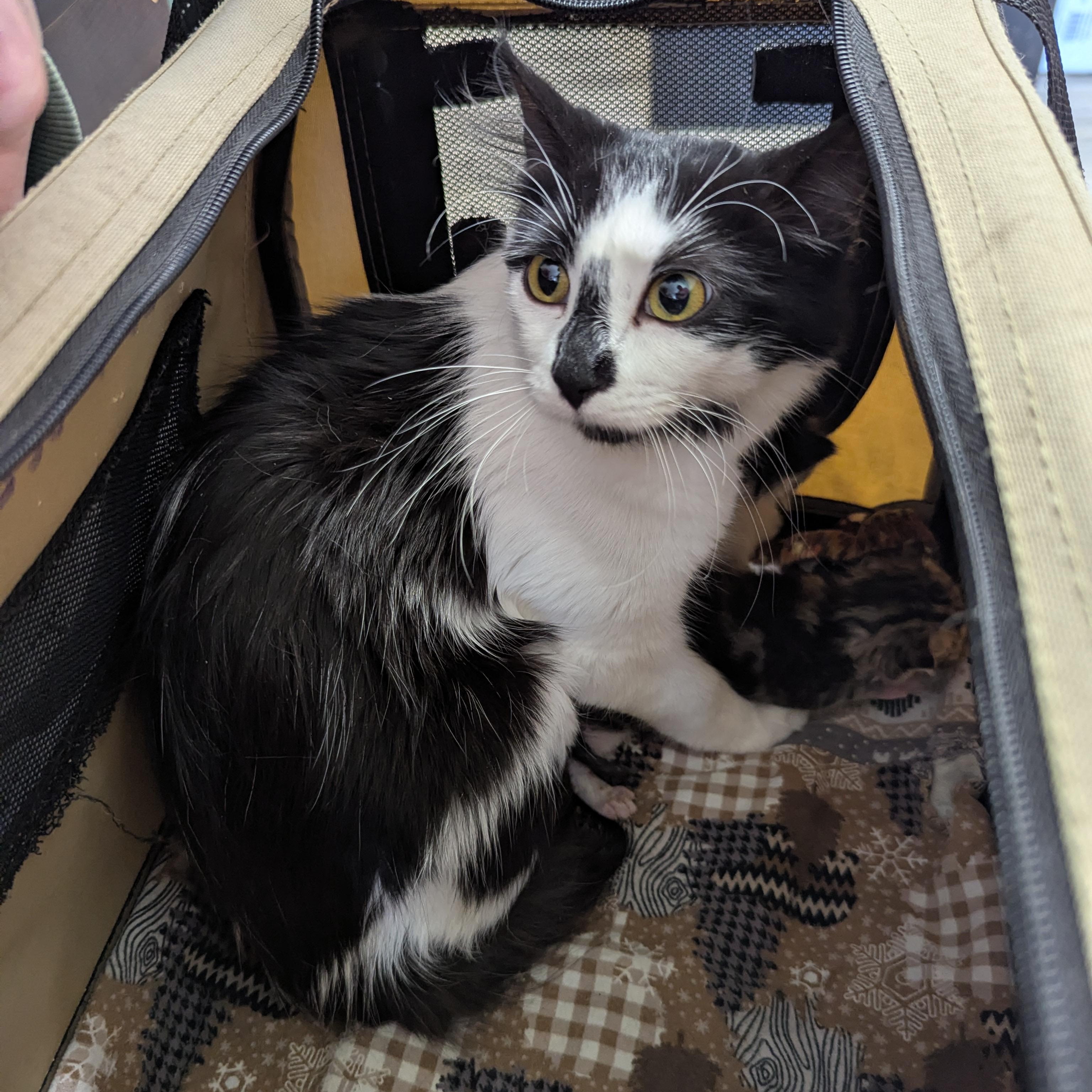 Enlarge Sammi, a ADOPTABLE Domestic Short Hair in Morden, MB image 2/2