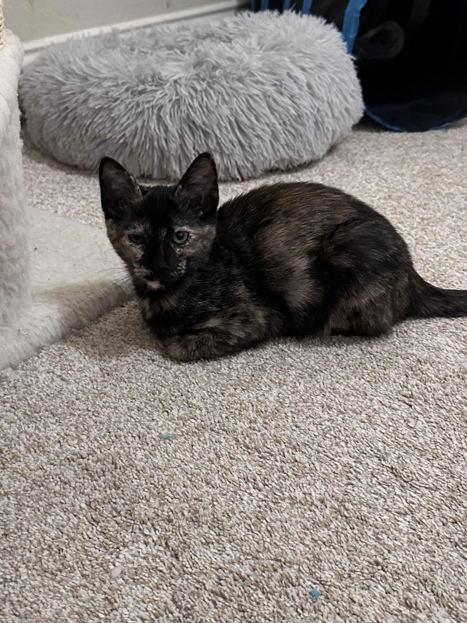 Enlarge Pepper, a Adoptable Domestic Short Hair in Prosper, TX image 1/3