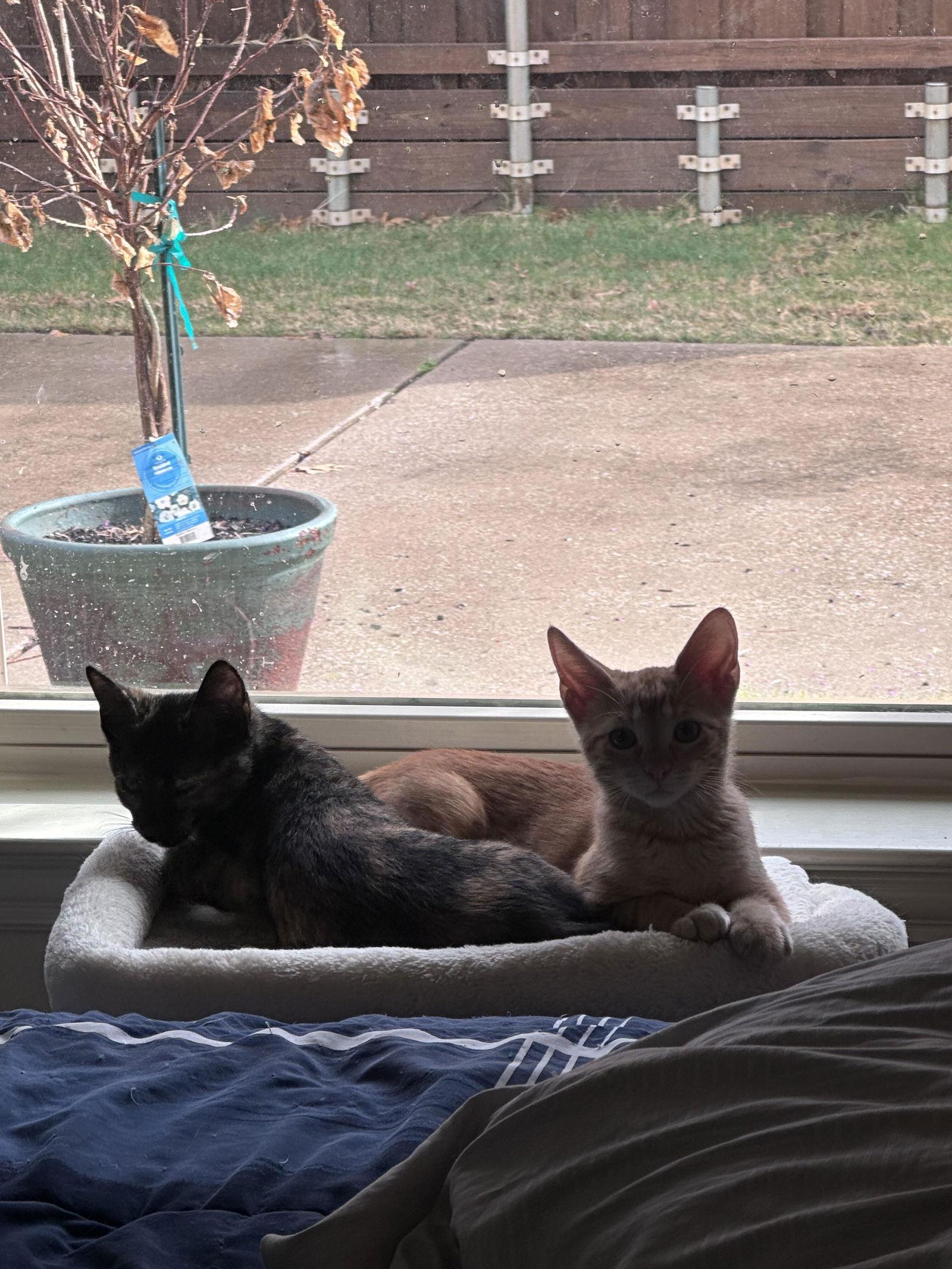 Enlarge Pepper, a Adoptable Domestic Short Hair in Prosper, TX image 2/3