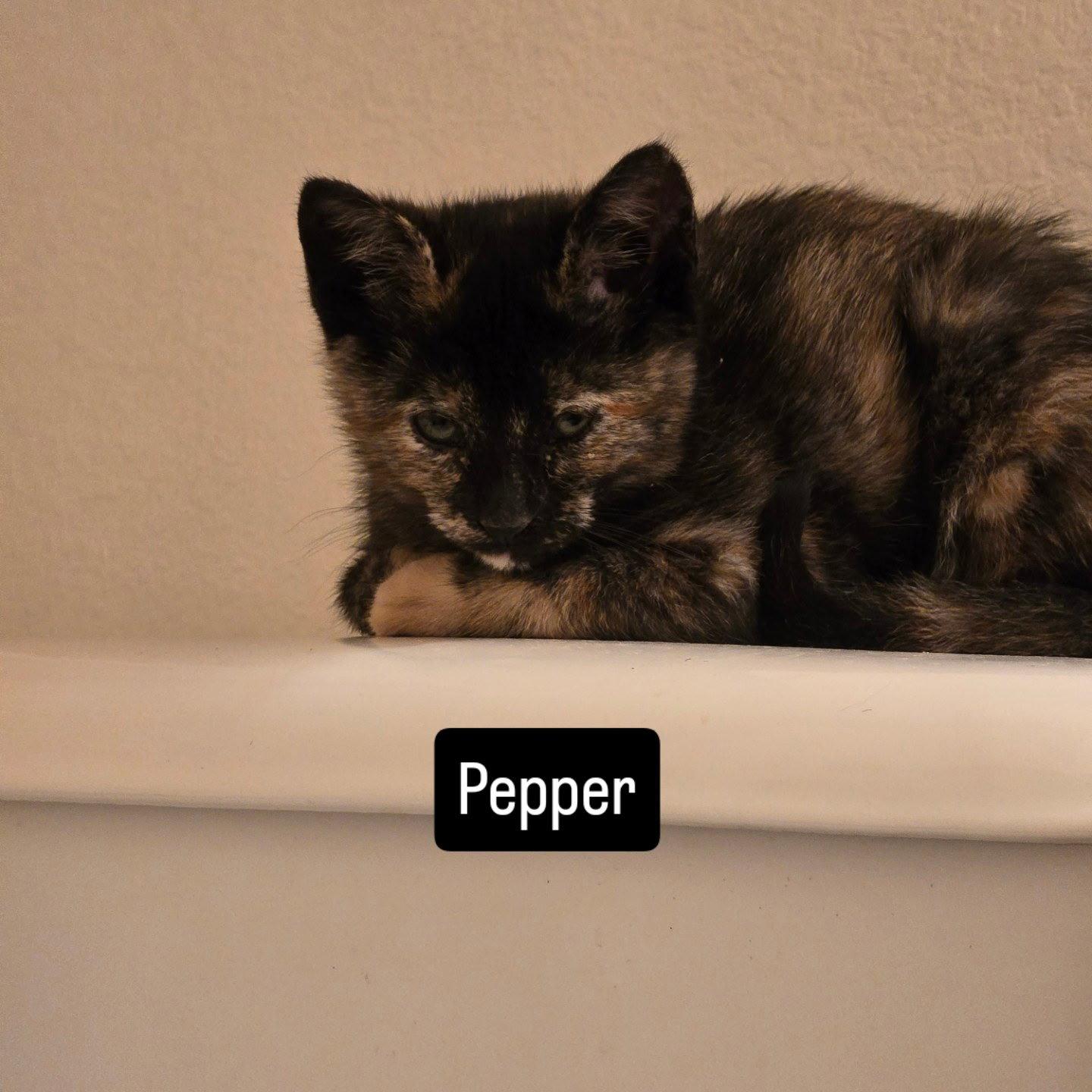 Enlarge Pepper, a Adoptable Domestic Short Hair in Prosper, TX image 3/3