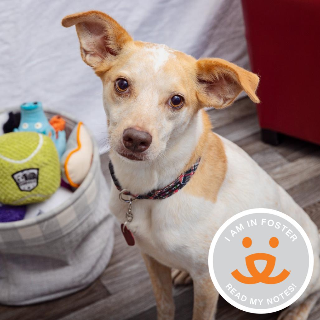 Enlarge Heron, a Adoptable mixed breed in Los Angeles, CA image 1/3