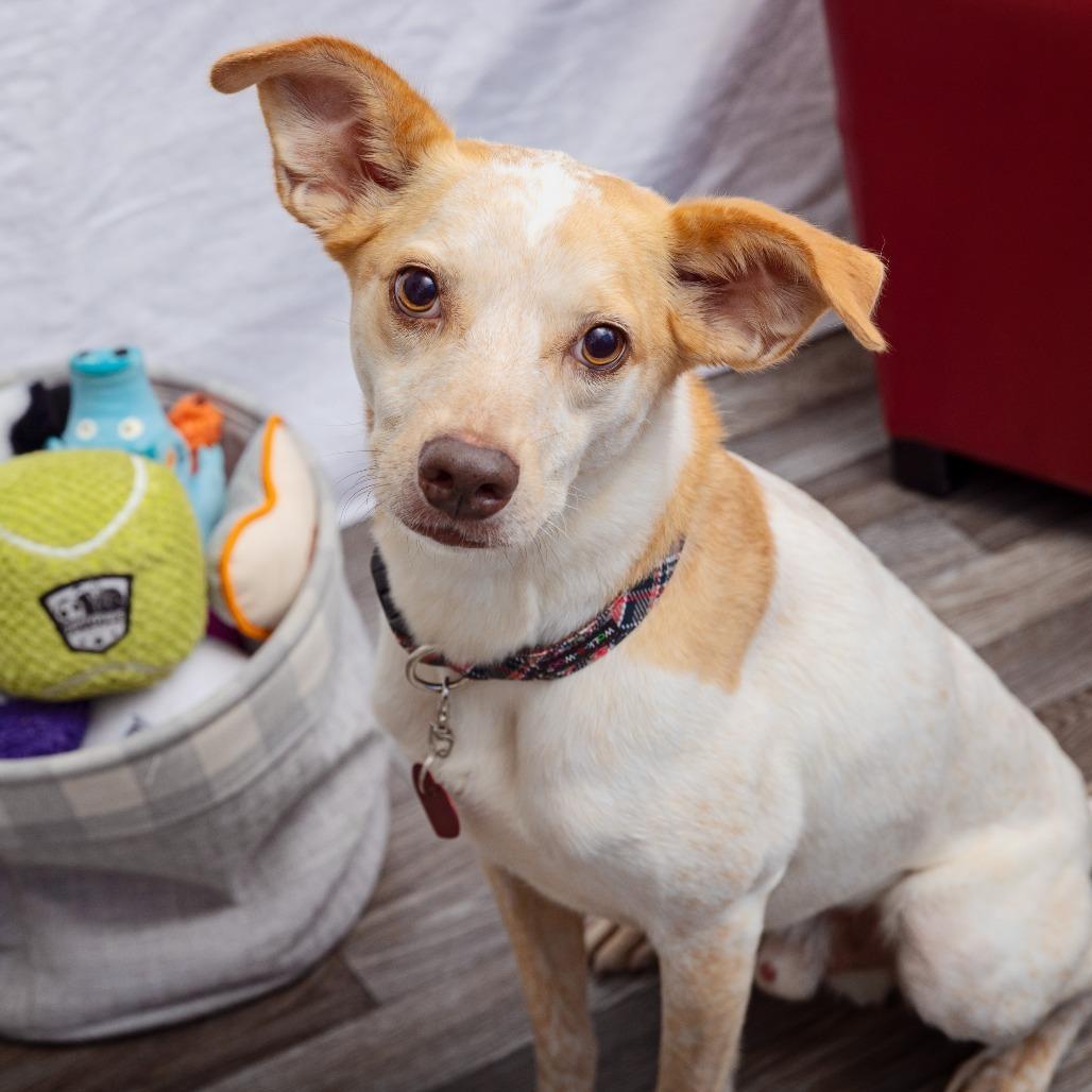 Heron, a Adoptable mixed breed in Los Angeles, CA image 3/4