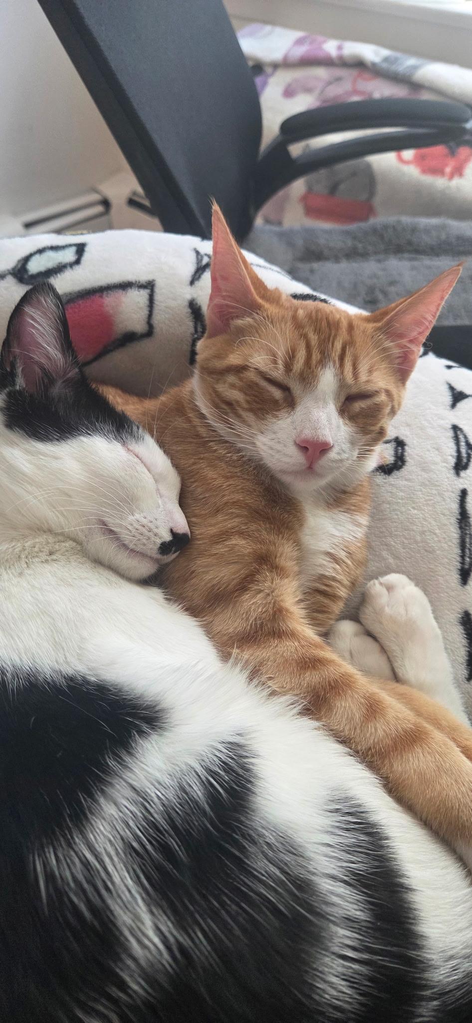 Enlarge Toddy, a Adoptable Tabby in Seaford, NY image 6/6