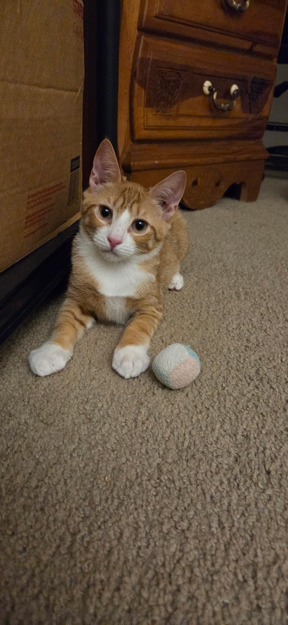 Enlarge Toddy, a Adoptable Tabby in Seaford, NY image 4/6