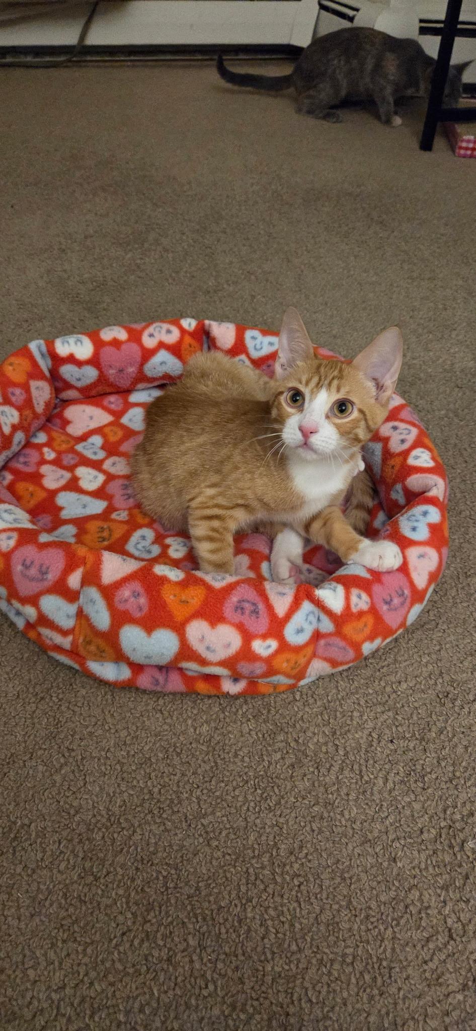 Enlarge Toddy, a Adoptable Tabby in Seaford, NY image 5/6