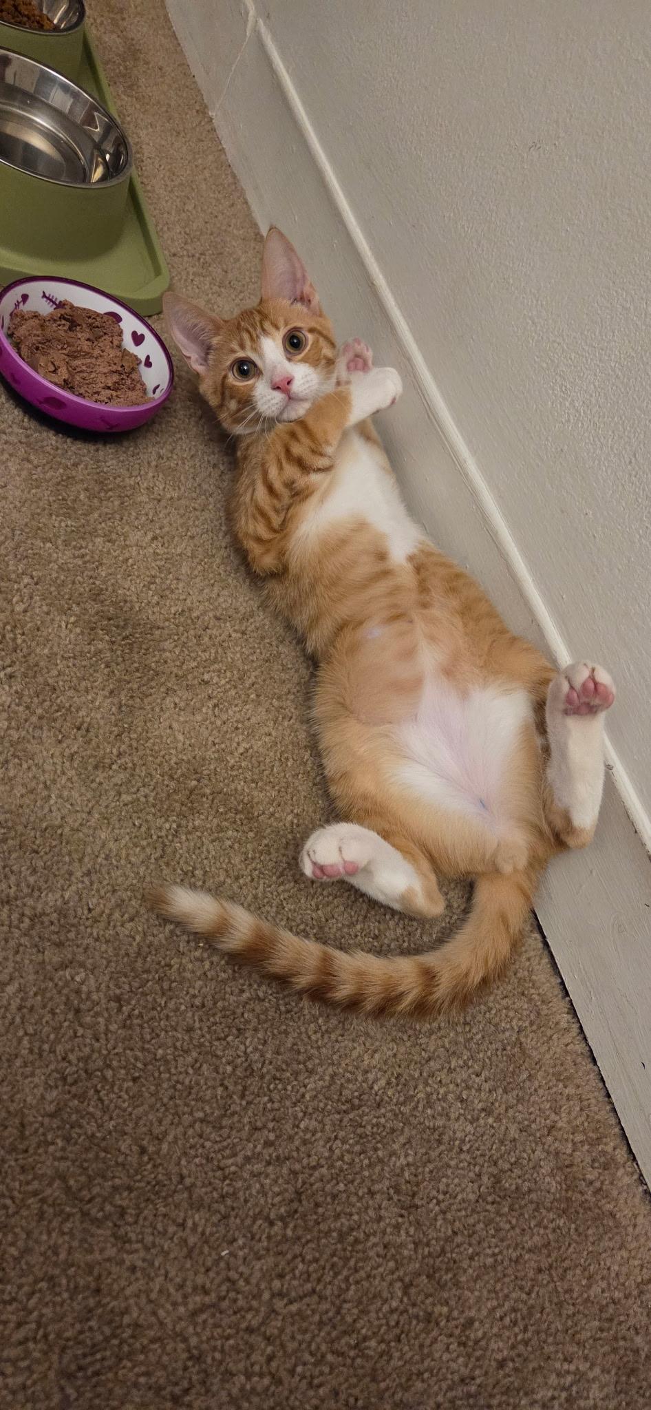 Enlarge Toddy, a Adoptable Tabby in Seaford, NY image 3/6