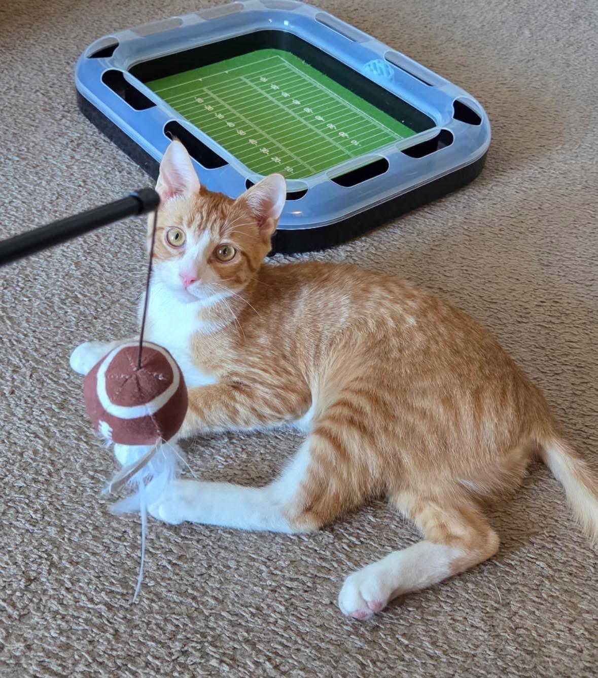 Enlarge Toddy, a Adoptable Tabby in Seaford, NY image 1/6