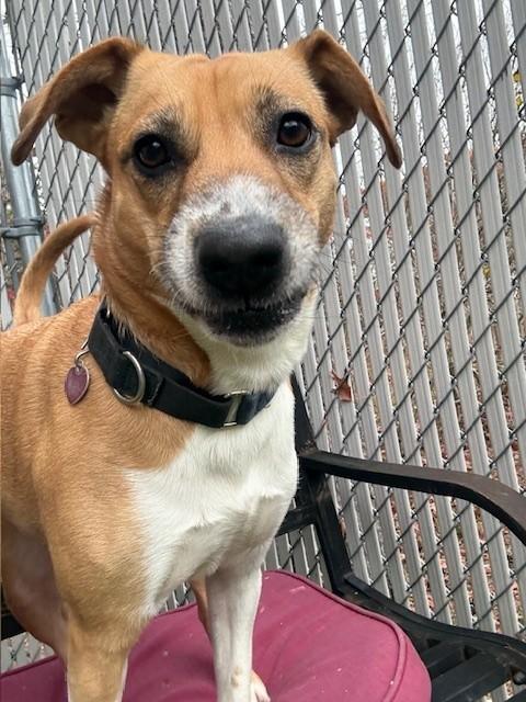 Enlarge Ginger, a Adoptable Mixed Breed in Kingston, MA image 5/6