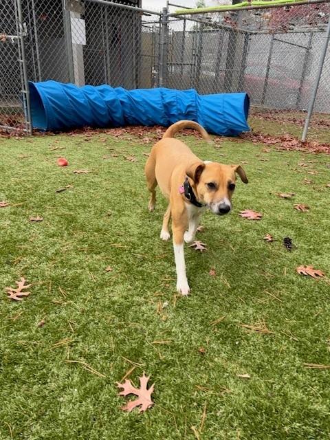 Enlarge Ginger, a Adoptable Mixed Breed in Kingston, MA image 3/6
