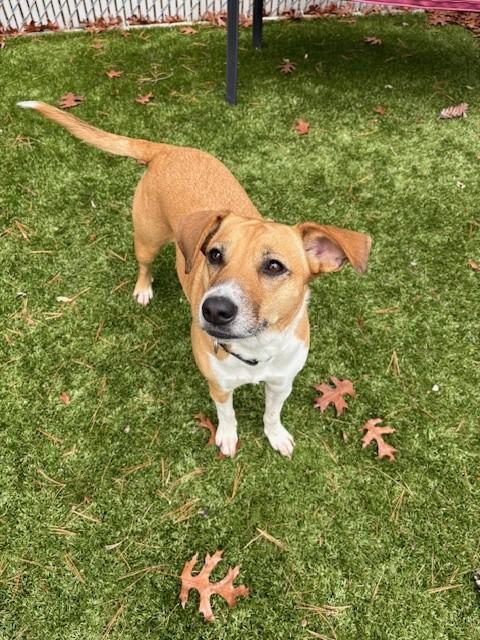 Enlarge Ginger, a Adoptable Mixed Breed in Kingston, MA image 2/6