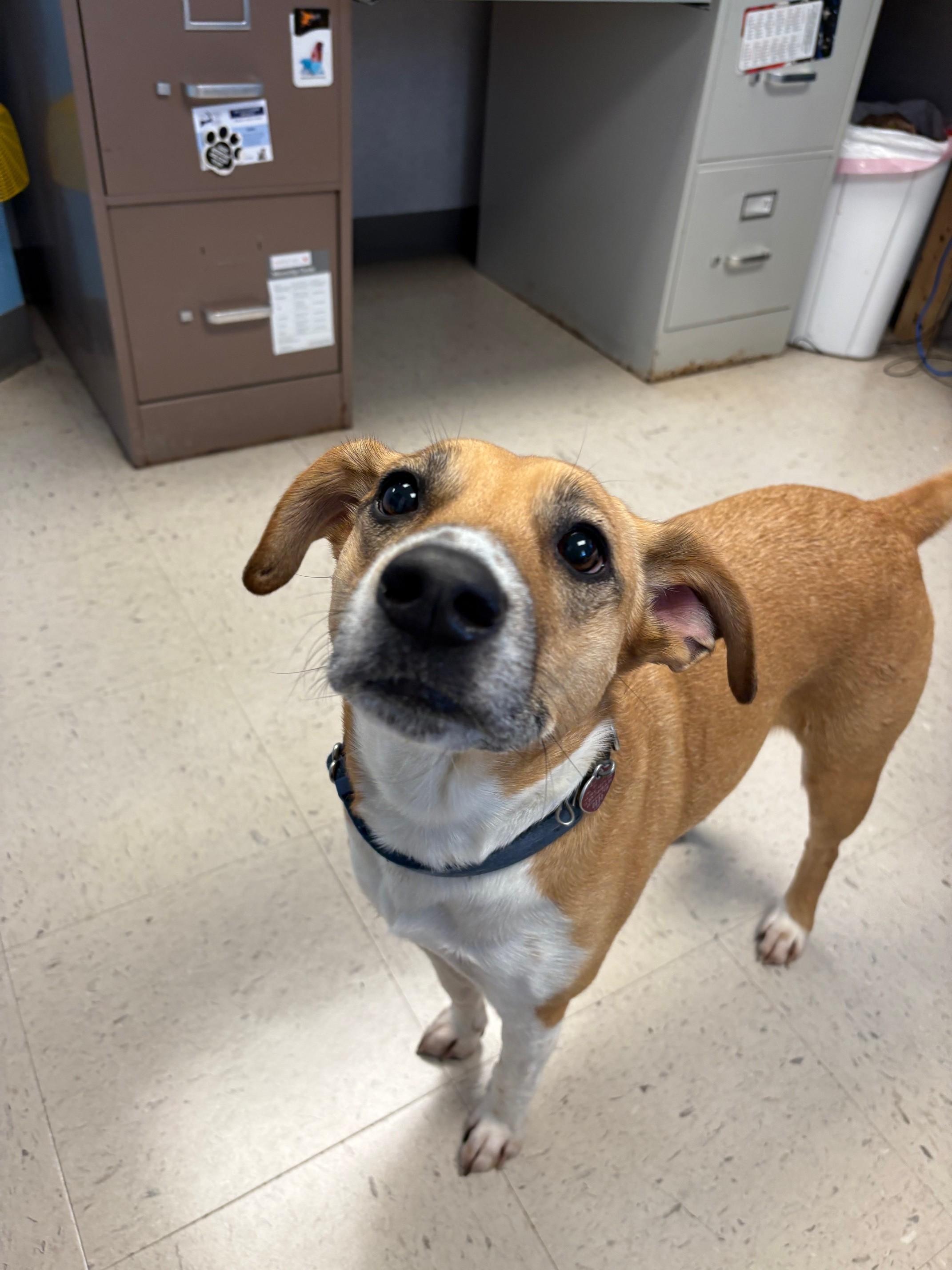 Enlarge Ginger, a Adoptable Mixed Breed in Kingston, MA image 1/6