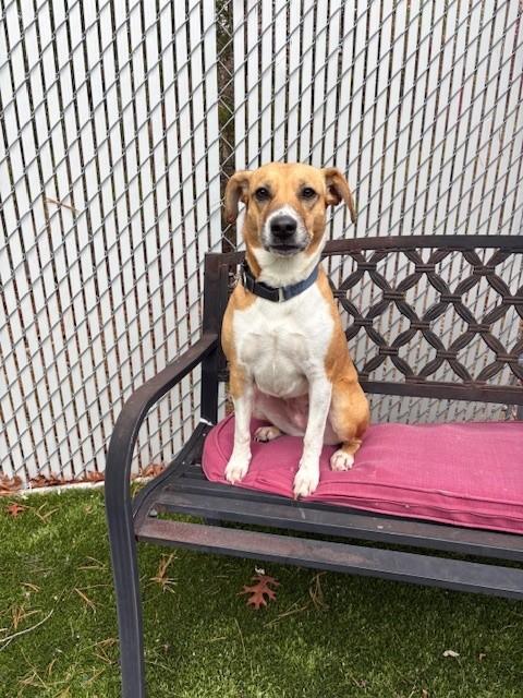 Enlarge Ginger, a Adoptable Mixed Breed in Kingston, MA image 4/6