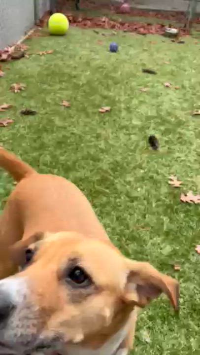 Enlarge Ginger, a Adoptable Mixed Breed in Kingston, MA video 6/6