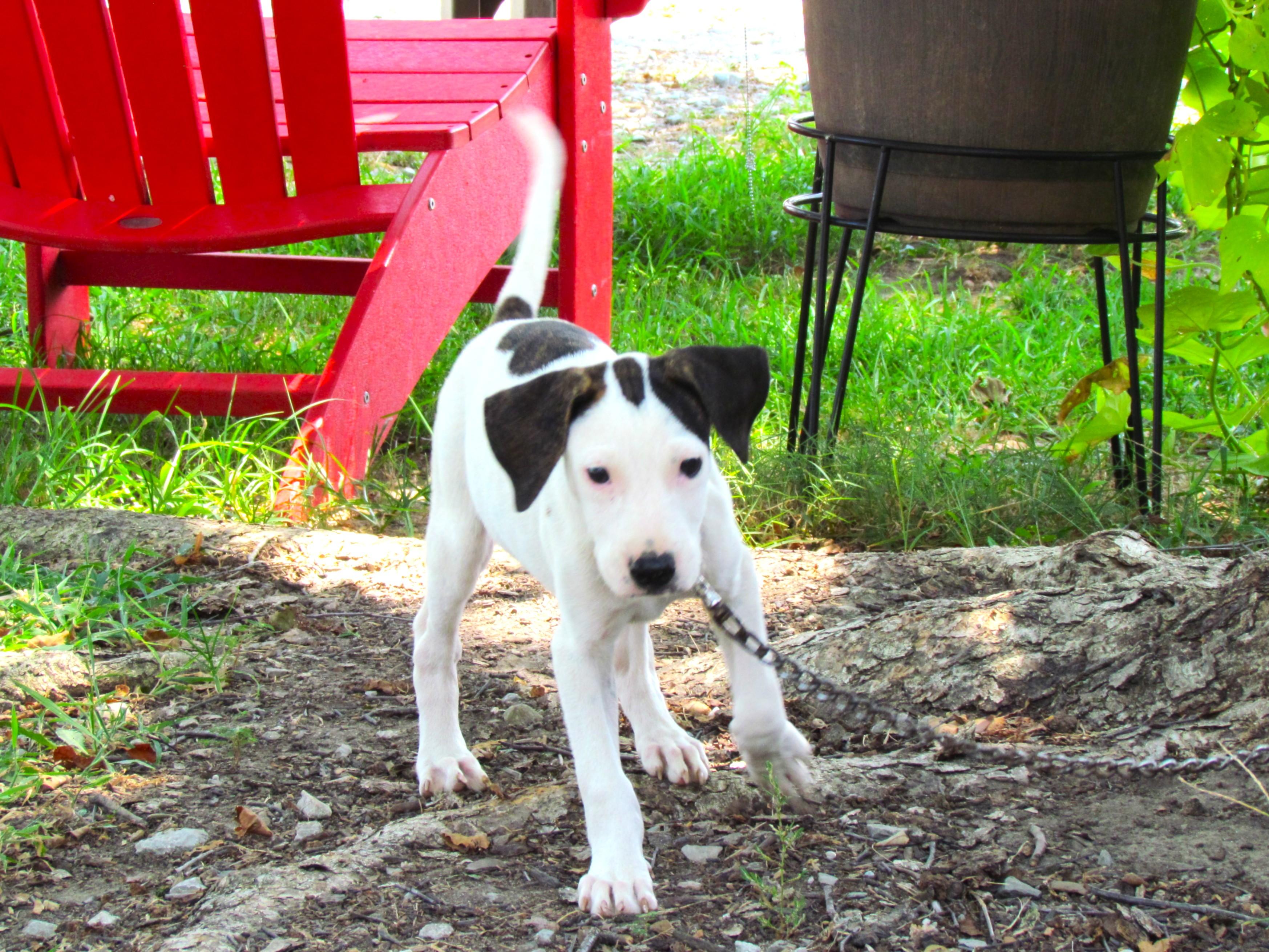 Waffles- COME MEET!, a Adoptable mixed breed in Medfield, MA image 5/6