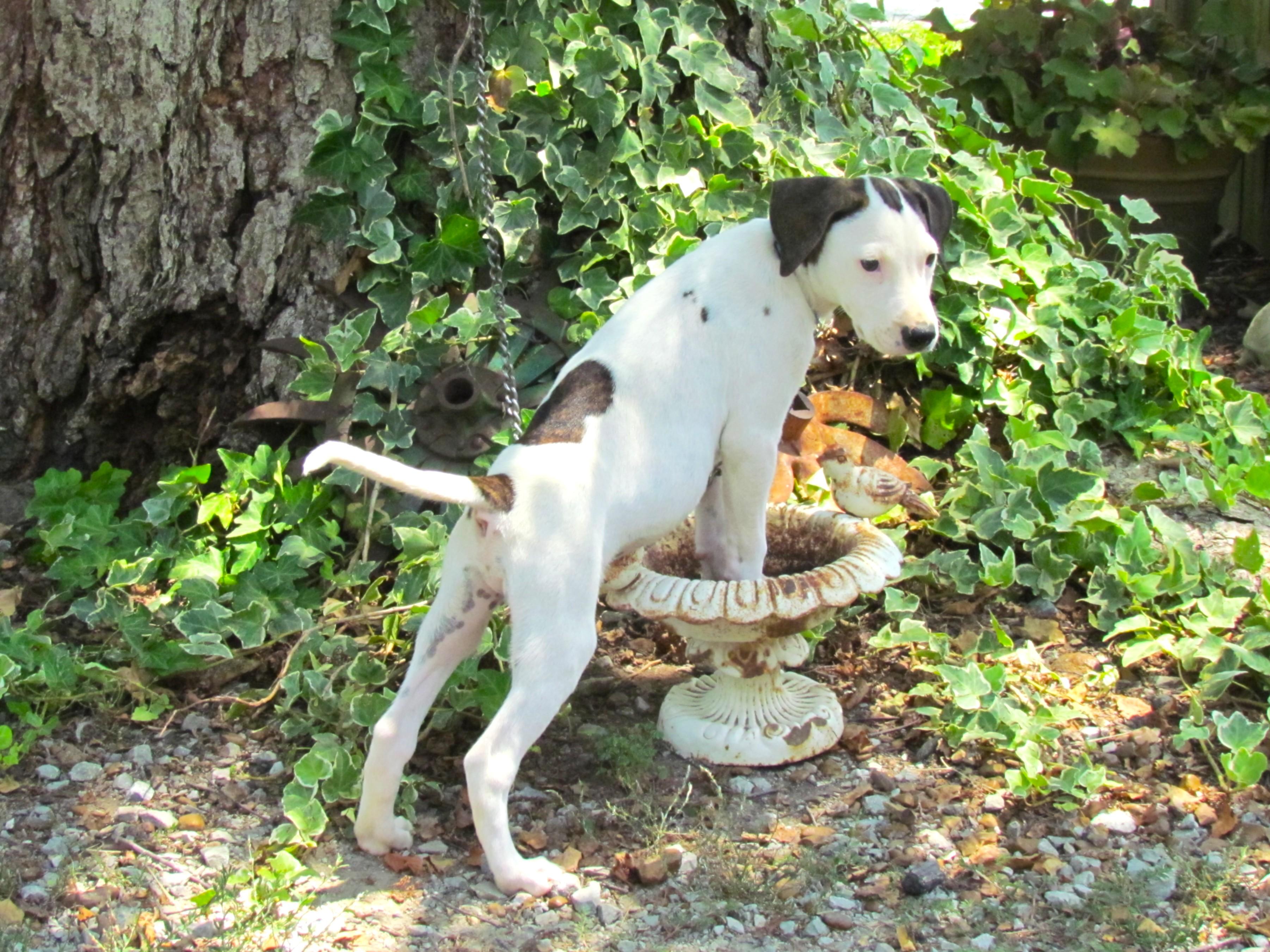 Waffles- COME MEET!, a Adoptable mixed breed in Medfield, MA image 4/6