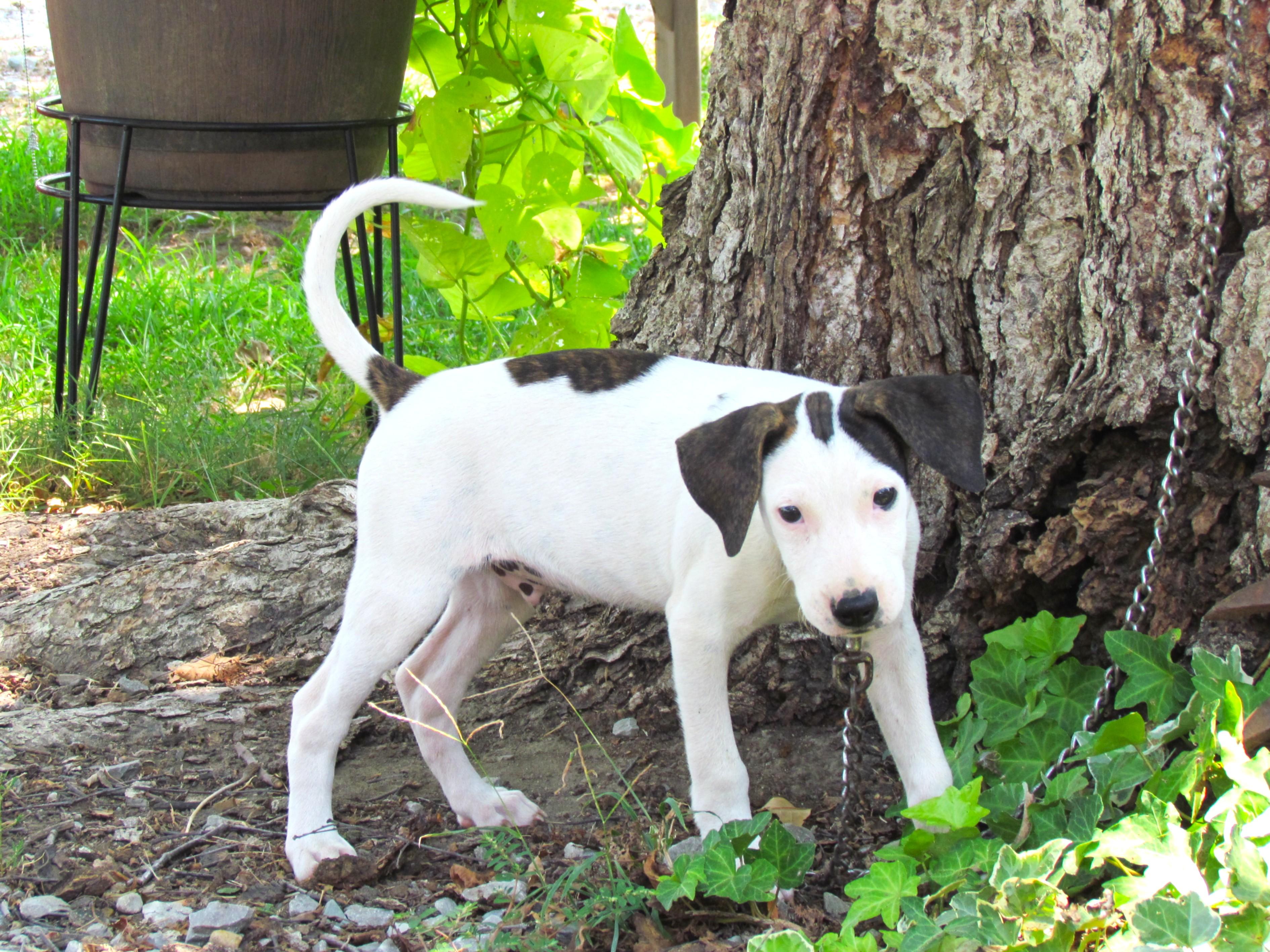 Waffles- COME MEET!, a Adoptable mixed breed in Medfield, MA image 3/6