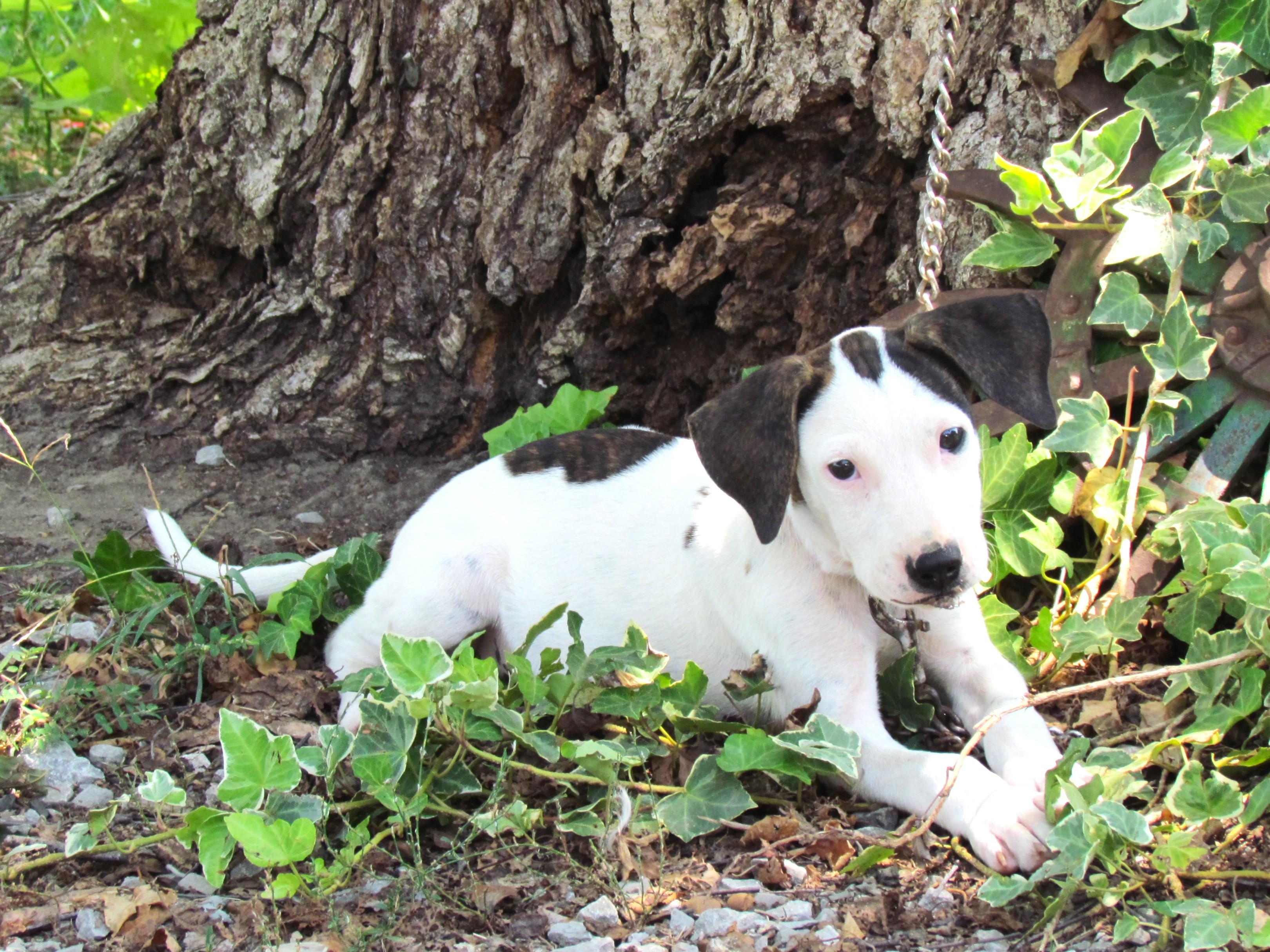 Waffles- COME MEET!, a Adoptable mixed breed in Medfield, MA image 1/6