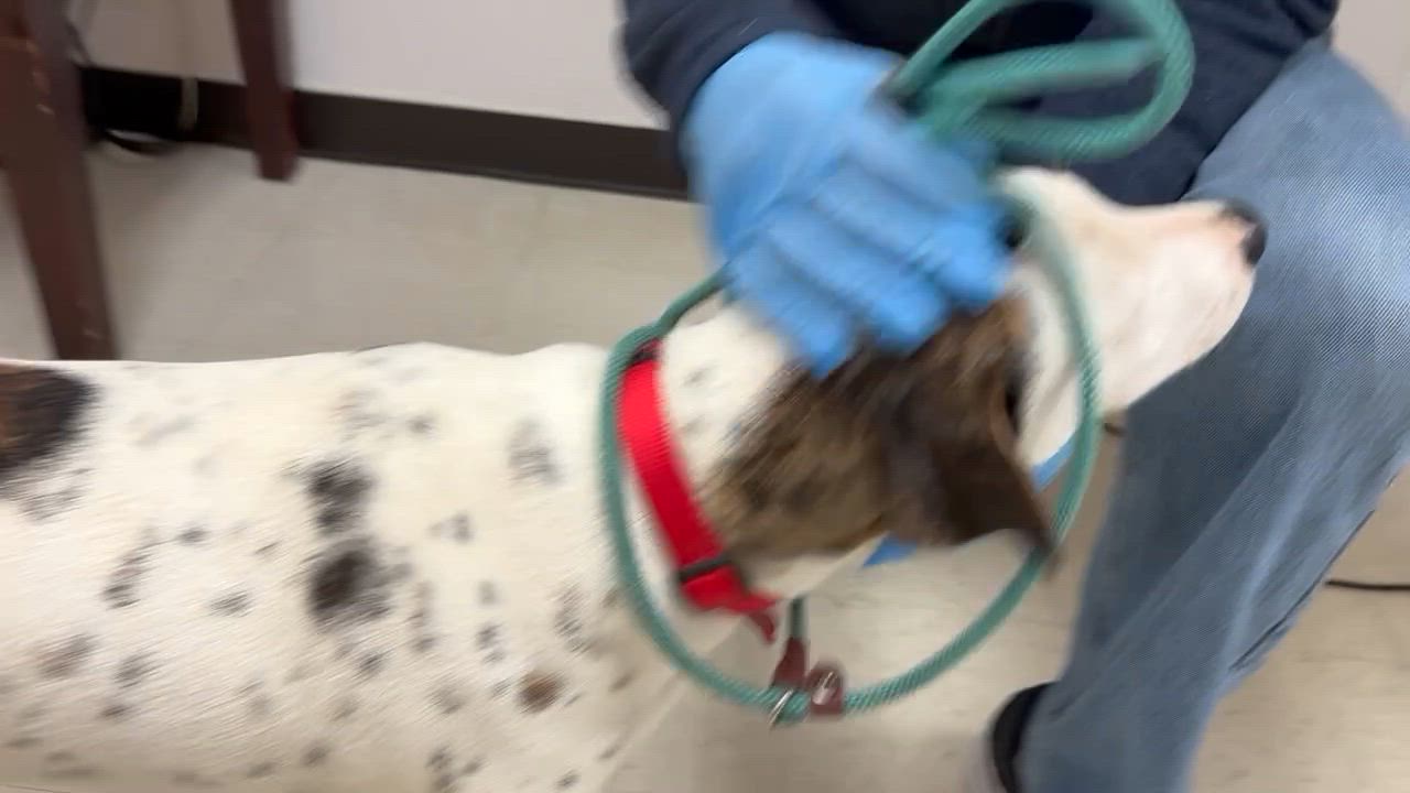 Enlarge Waffles- COME MEET!, a Adoptable mixed breed in Medfield, MA video 2/6