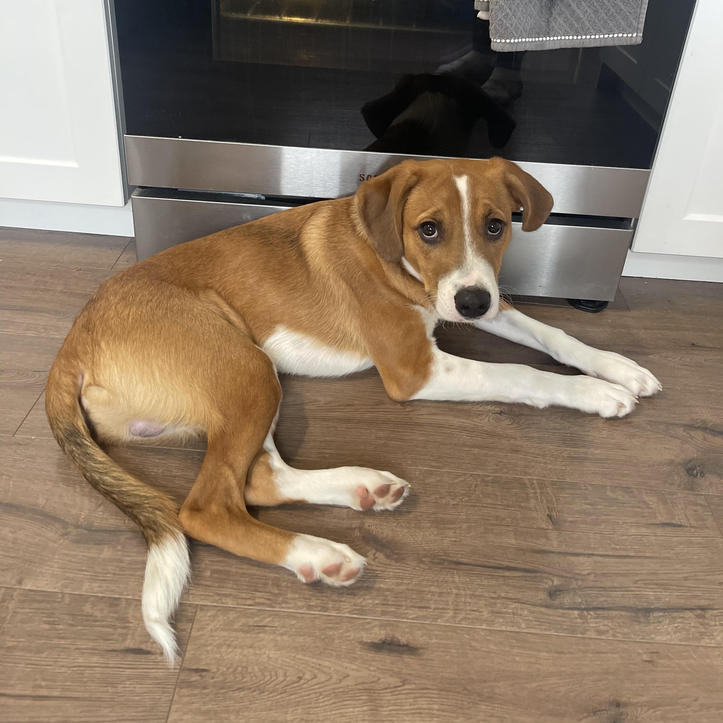 Enlarge Maple, a Adopted mixed breed in Uxbridge, ON image 1/1