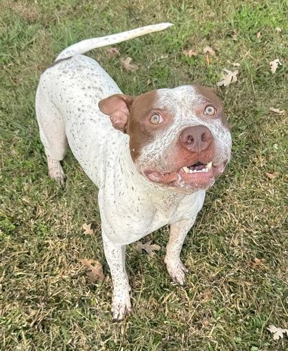 Farley, Adoptable, Adult Male Pit Bull Terrier & Mixed Breed.
