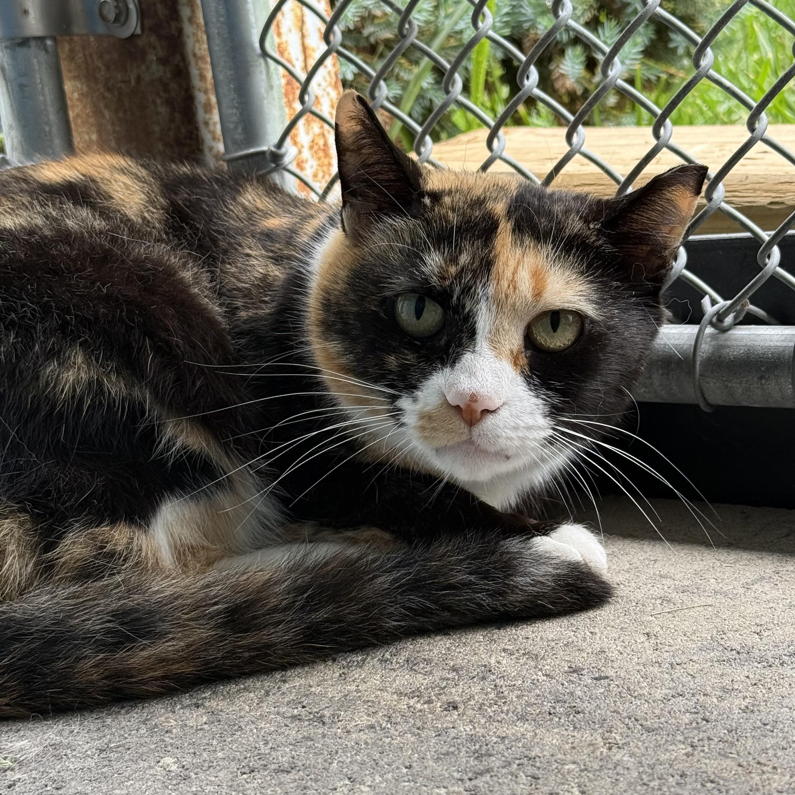 Simi, a Adoptable mixed breed in West Milford, NJ image 4/4