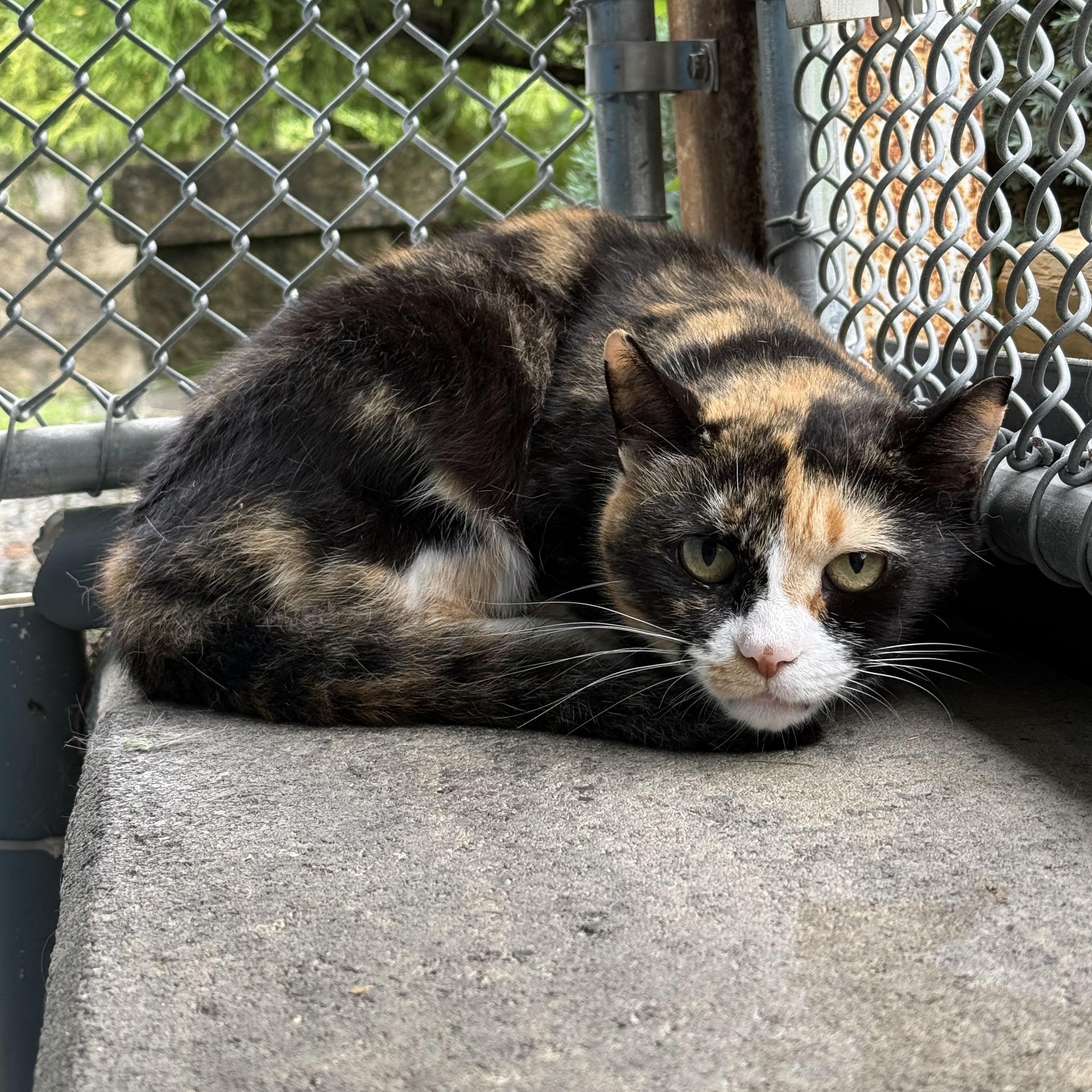 Simi, a Adoptable mixed breed in West Milford, NJ image 2/4