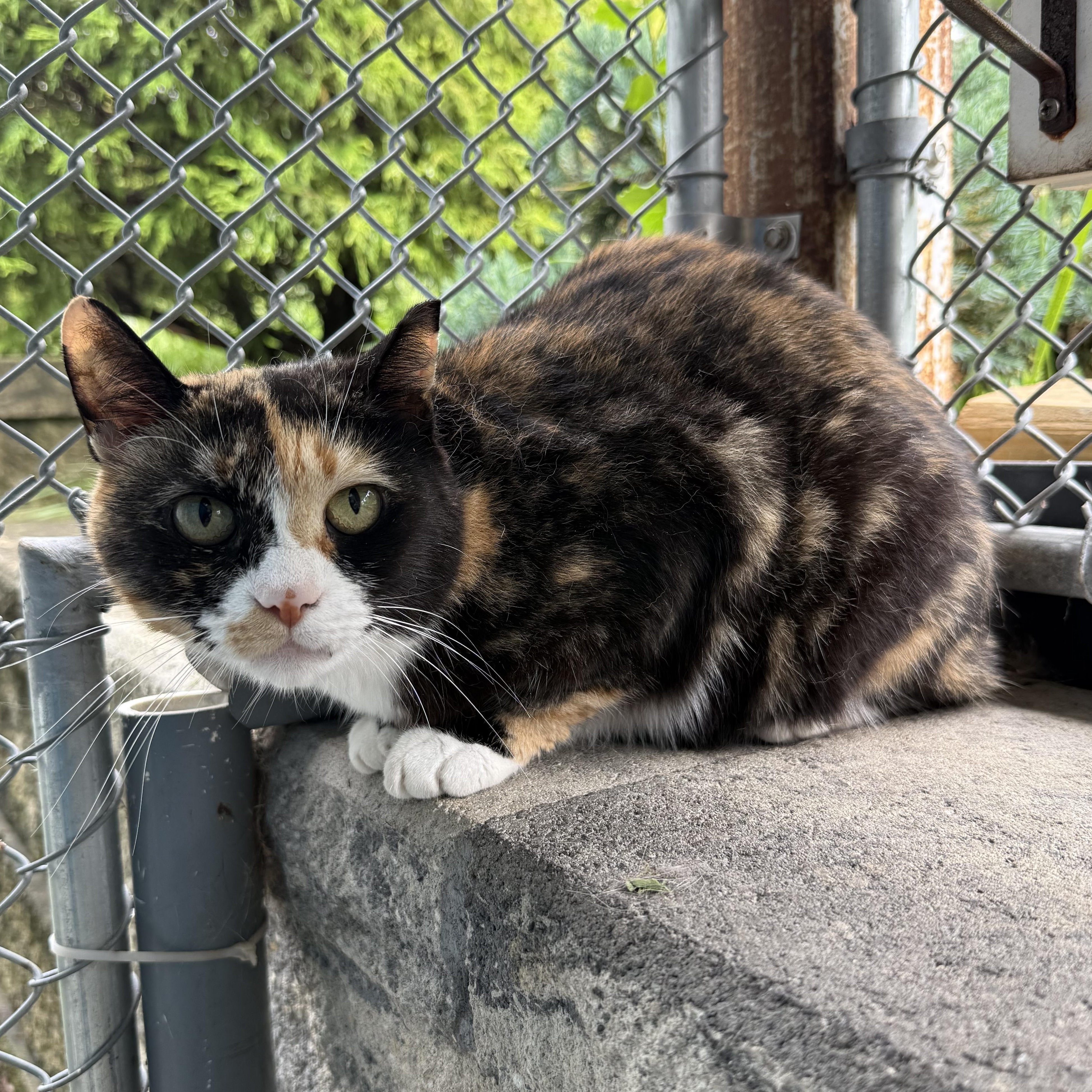 Simi, a Adoptable mixed breed in West Milford, NJ image 3/4