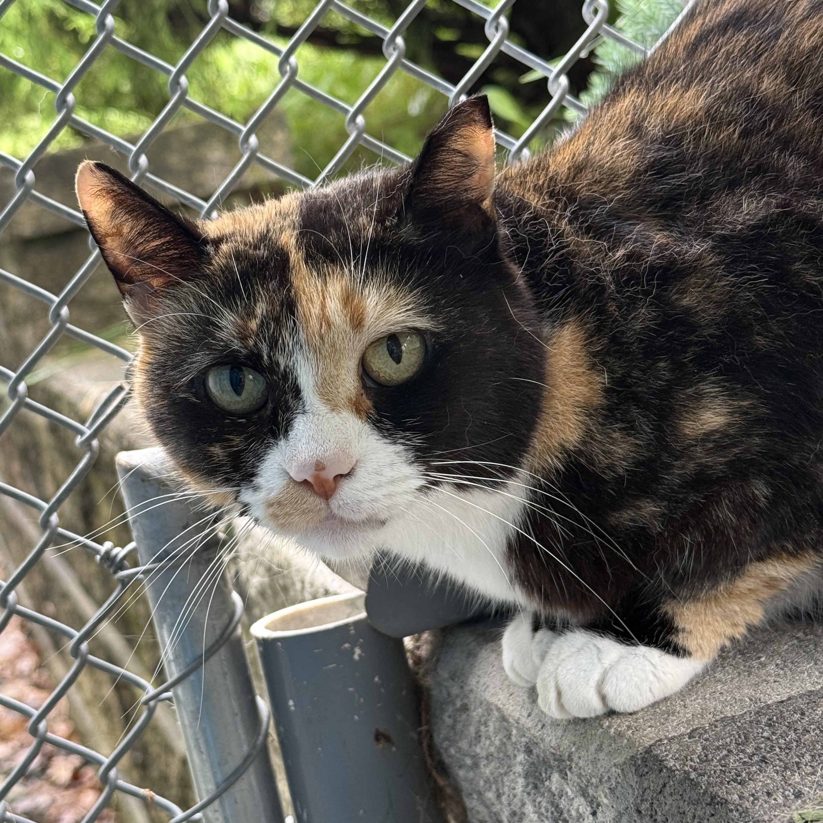 Simi, Adoptable, Young Female Domestic Short Hair.